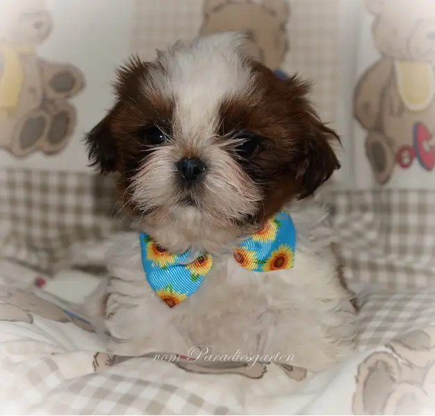 Donnie vom Paradiesgarten – Shih Tzu hvalp – Billede 2