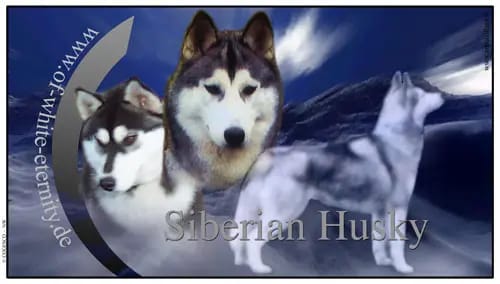 Of-white-Eternity Huskys gallery image 4