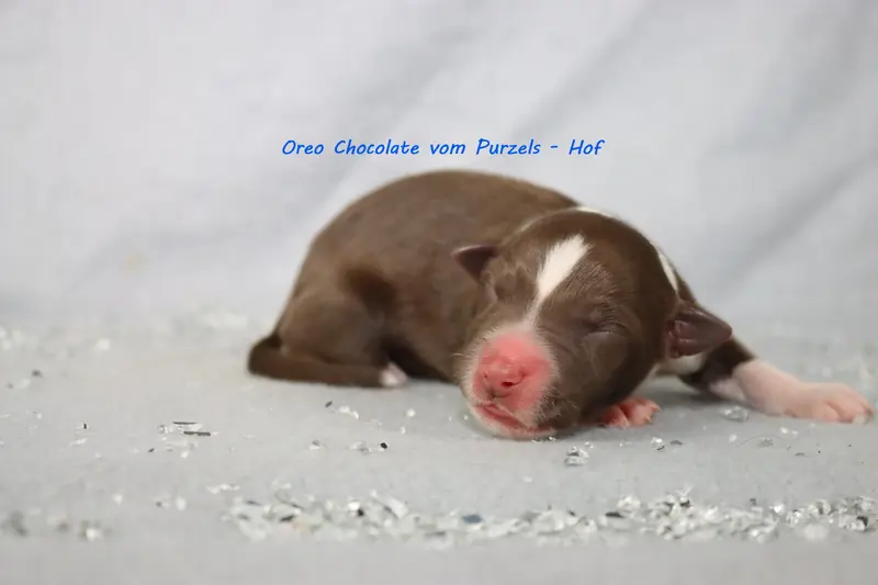 Oreo Chocolate – Cucciolo di Australian Shepherd – Foto 3