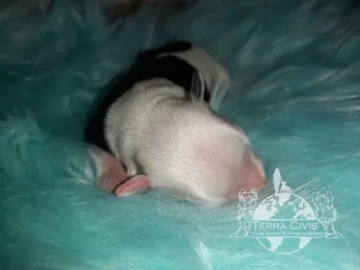 Inhoteb – Chinese Crested Dog Welpe – Bild 4