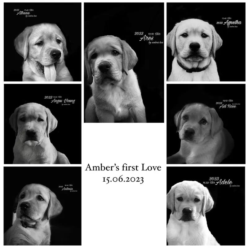 Labrador vom Westerfeld gallery image 4