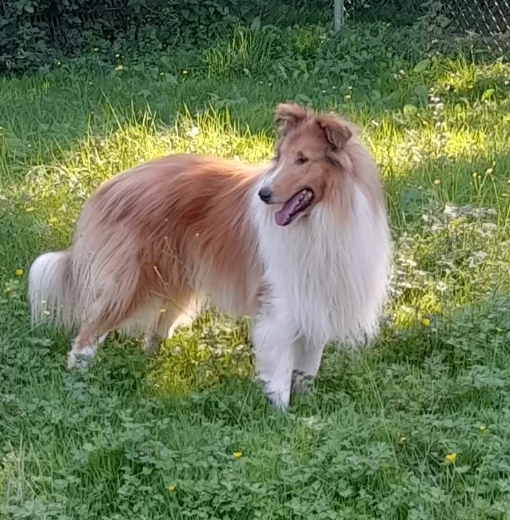 Collies vom Schäferhorst main gallery image