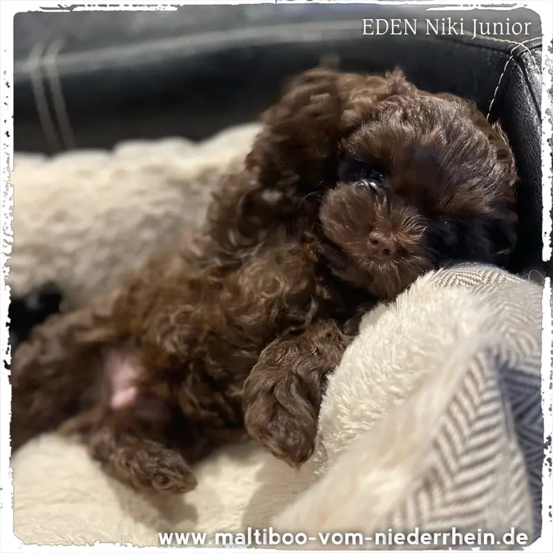 Eden Niki Junior Maltiboo vom Niederrhein gallery image 3
