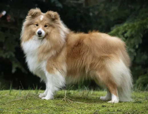 Silvermyth Mapleheaven A Journey to Germany – Shetland Sheepdog – Foto 3
