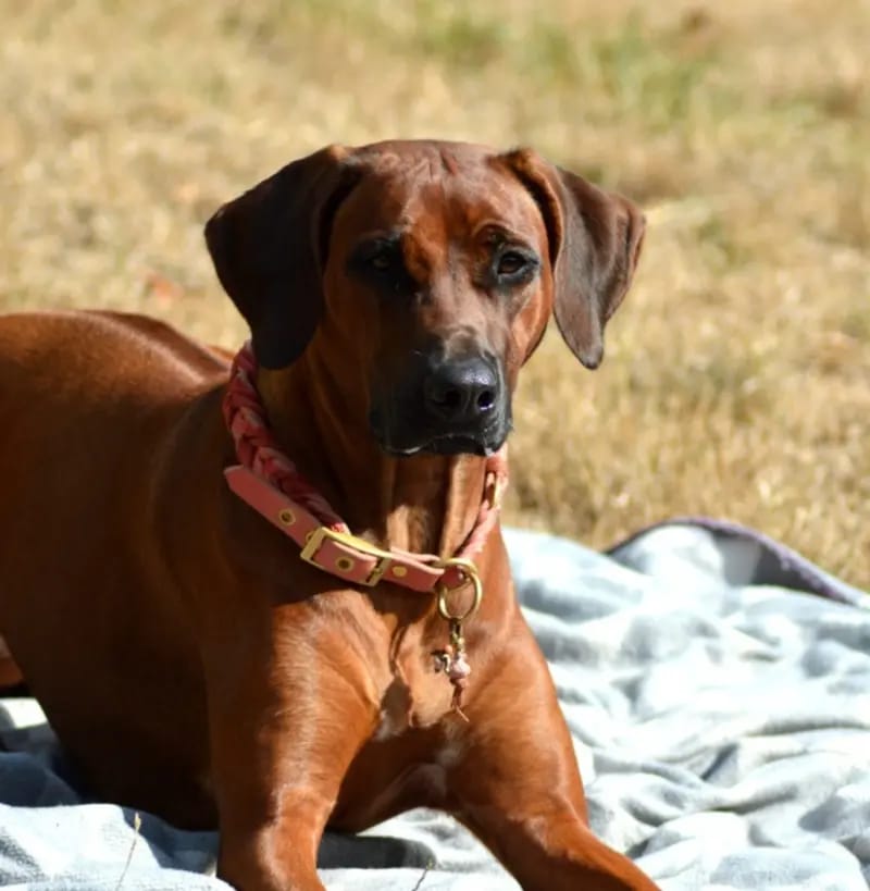 Kennel from Rhodesian Spirit gallery image 2