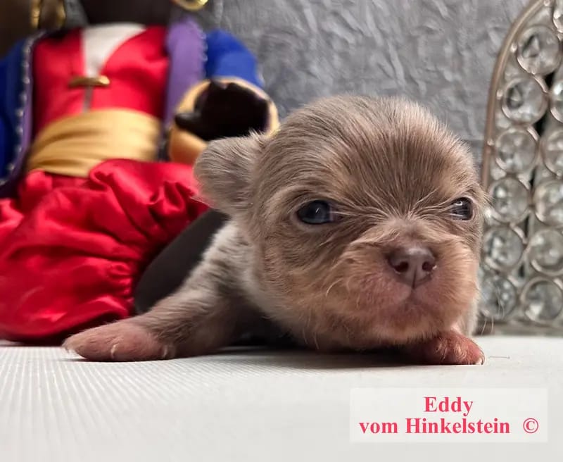 Chihuahua vom Hinkelstein gallery image 2