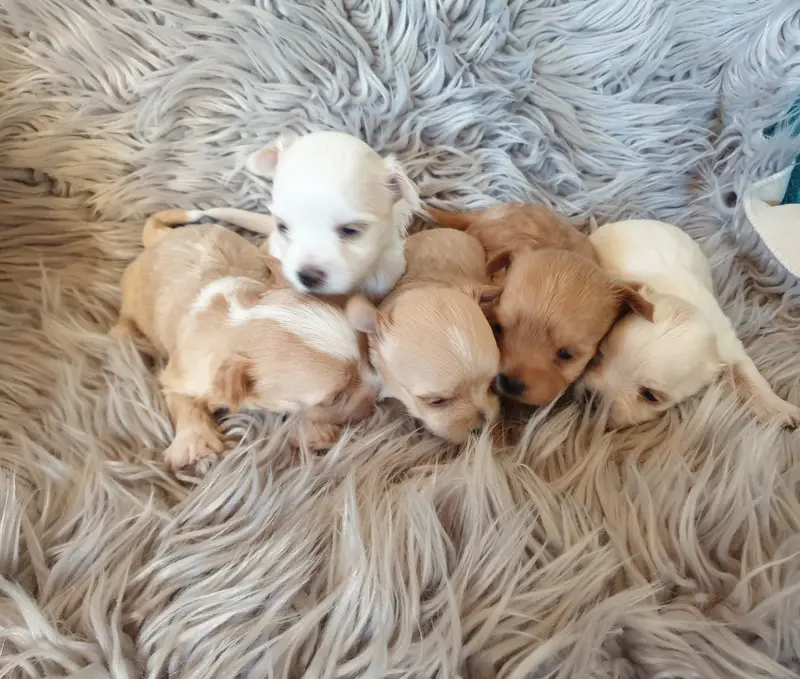 Yorkshire Terrier dai piccoli angioletti dorati – Yorkshire Terrier – Foto 3