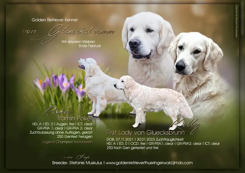 Golden Retriever von Gluecksbrunn gallery image 4