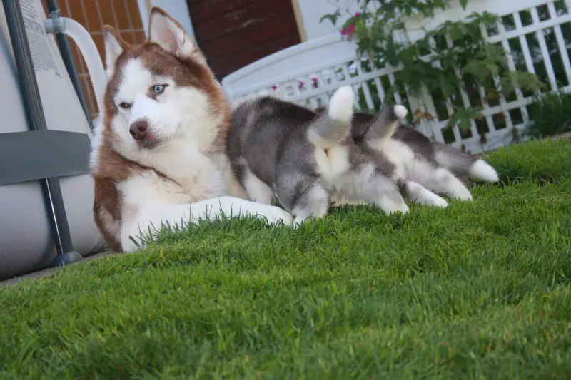 Pomsky of Silent Hill Unterallgäu Bayern – Pomsky – Photo 4