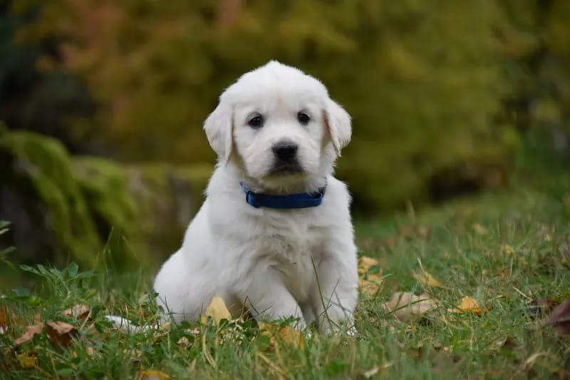 Golden Retriever of Rough Diamond gallery image 2