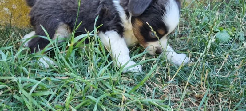 Mini Australian Shepherd schenken dir ihr Herz Auszug ende Juli gallery image 3