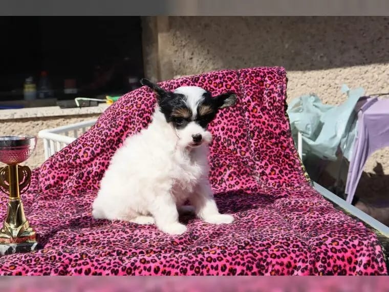 Chinese Crested Welpen gallery image 4