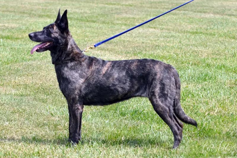 Hollandse Herdershond (Holländischer Schäferhund) – Hunderasse