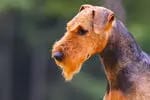 Rüde (T-Wurf) – جرو Airedale Terrier – صورة 4
