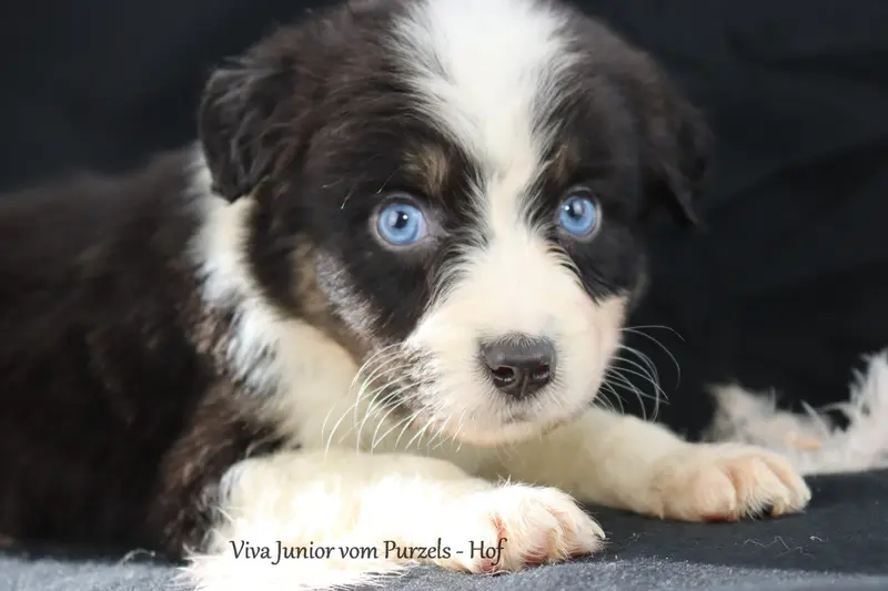 Viva Junior – Australian Shepherd hvalp – Billede 3