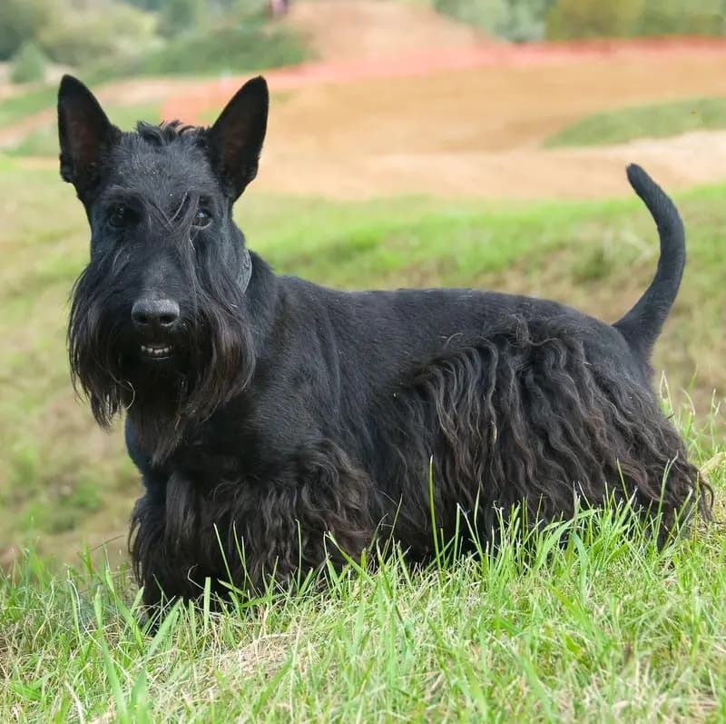 Scottish Terrier – Hunderasse