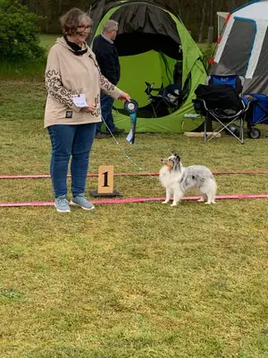Platero Primus Lara – Shetland Sheepdog – Foto 2