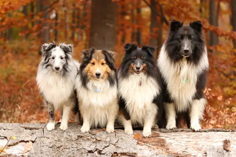 Shelties vom Beegberg gallery image 2