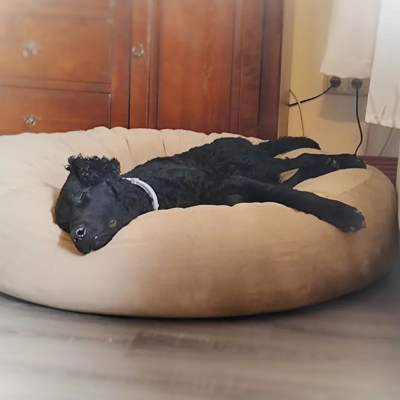 Dragon Curls – Curly Coated Retriever – صورة 4