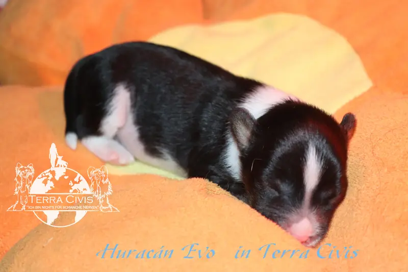 Huracán Evo in Terra Civis – Chinese Crested Dog Pup – Foto 4
