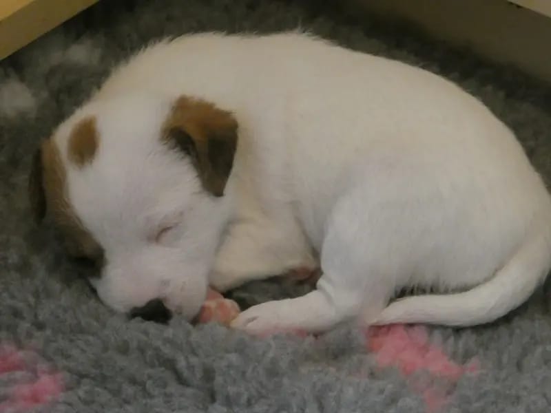 Jack Russell Terrier vom Quittengrund gallery image 4