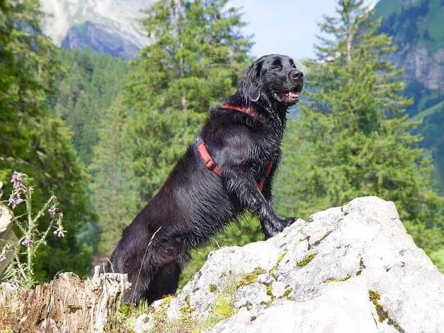 Flat Coated Retriever – Hunderasse