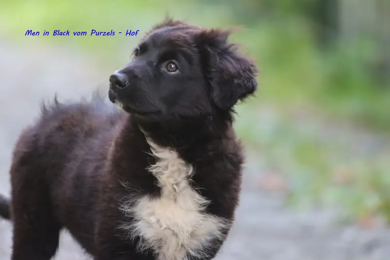 Men in black – Australian Shepherd Pup – Foto 2