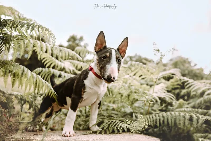 Miniature Bull Terrier vom Blasheimer Markt gallery image 3