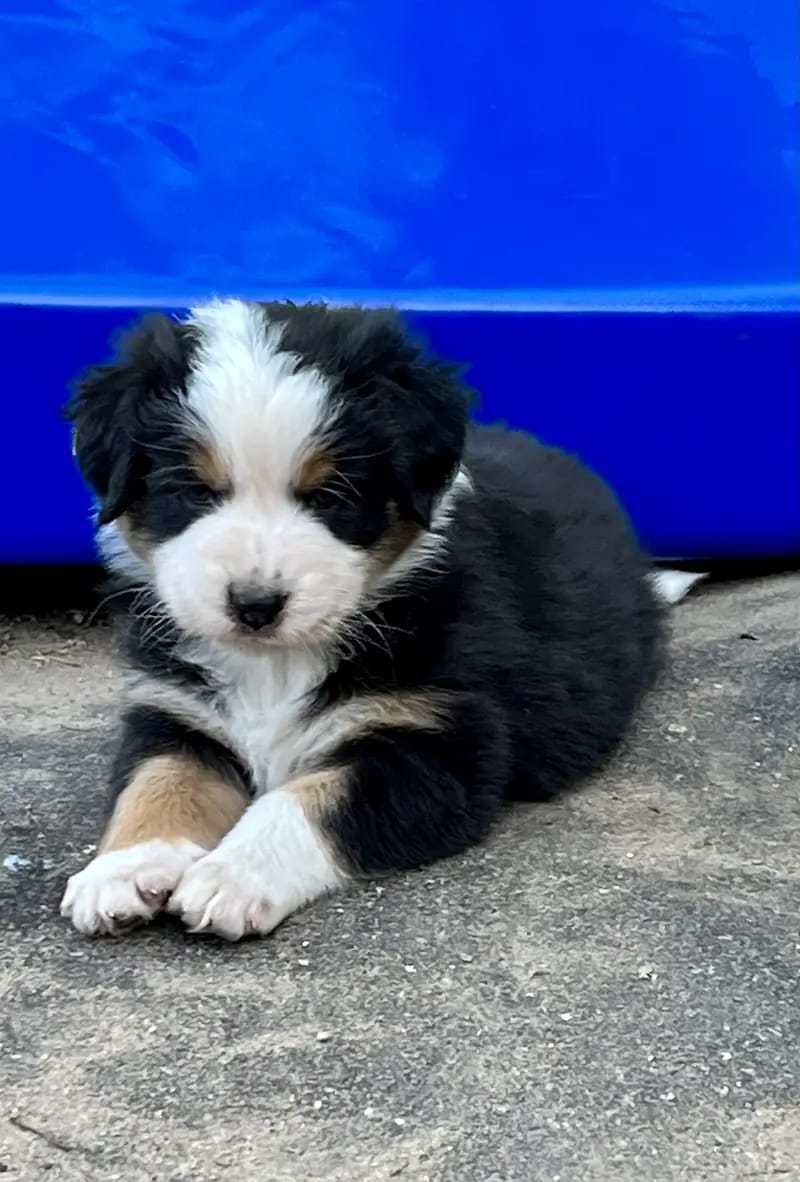 Soul Dogs Aussies gallery image 2