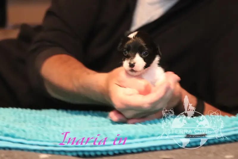 Inaria – Chinese Crested Dog Welpe – Bild 4