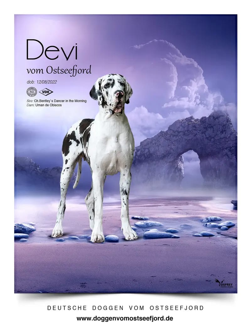 Deutsche Doggen vom Ostseefjord gallery image 4