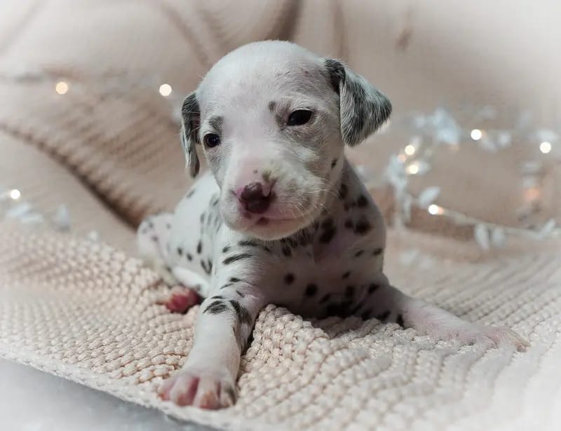 Stracciatella-paws gallery image 4
