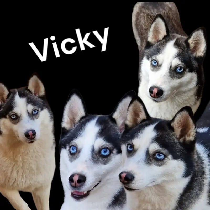 Mystic Falls Pomsky Minihuskys gallery image 3