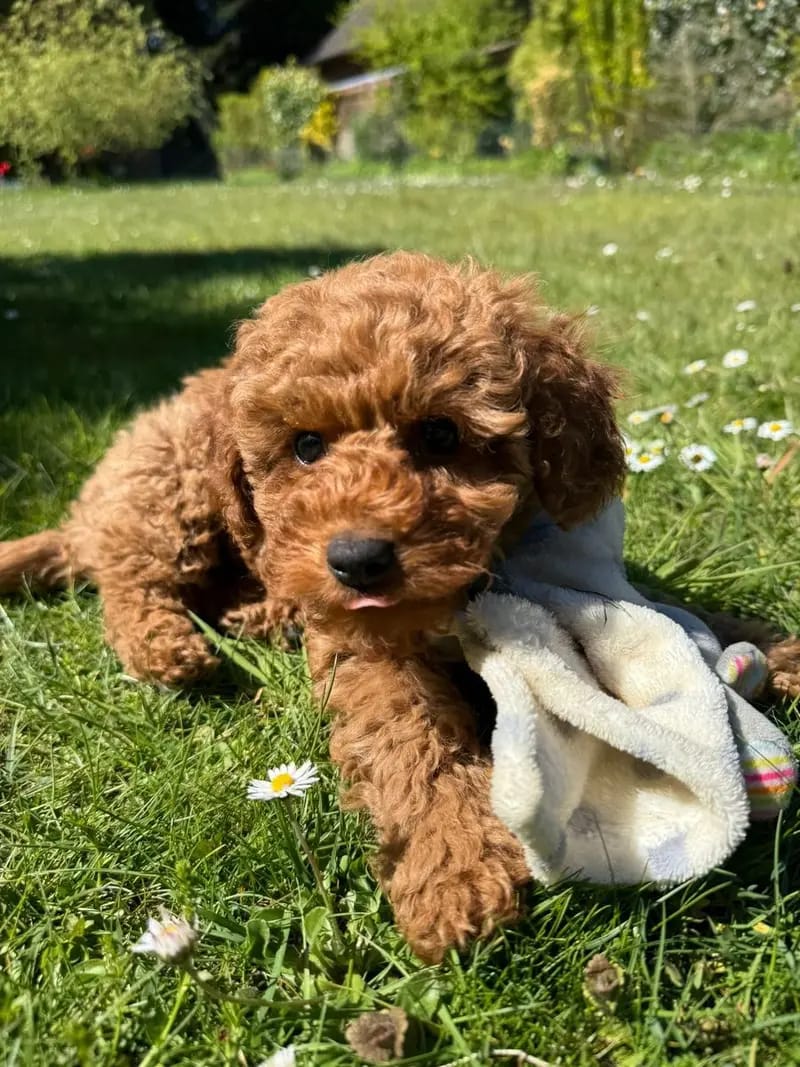 YouTube, TikTok, lernt rund um Pudel, Welpen, Geburt, Erziehung, Hundegruppe gallery image 3