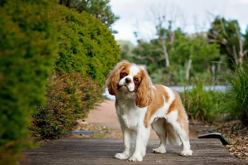 King Charles Spaniel – Hunderasse