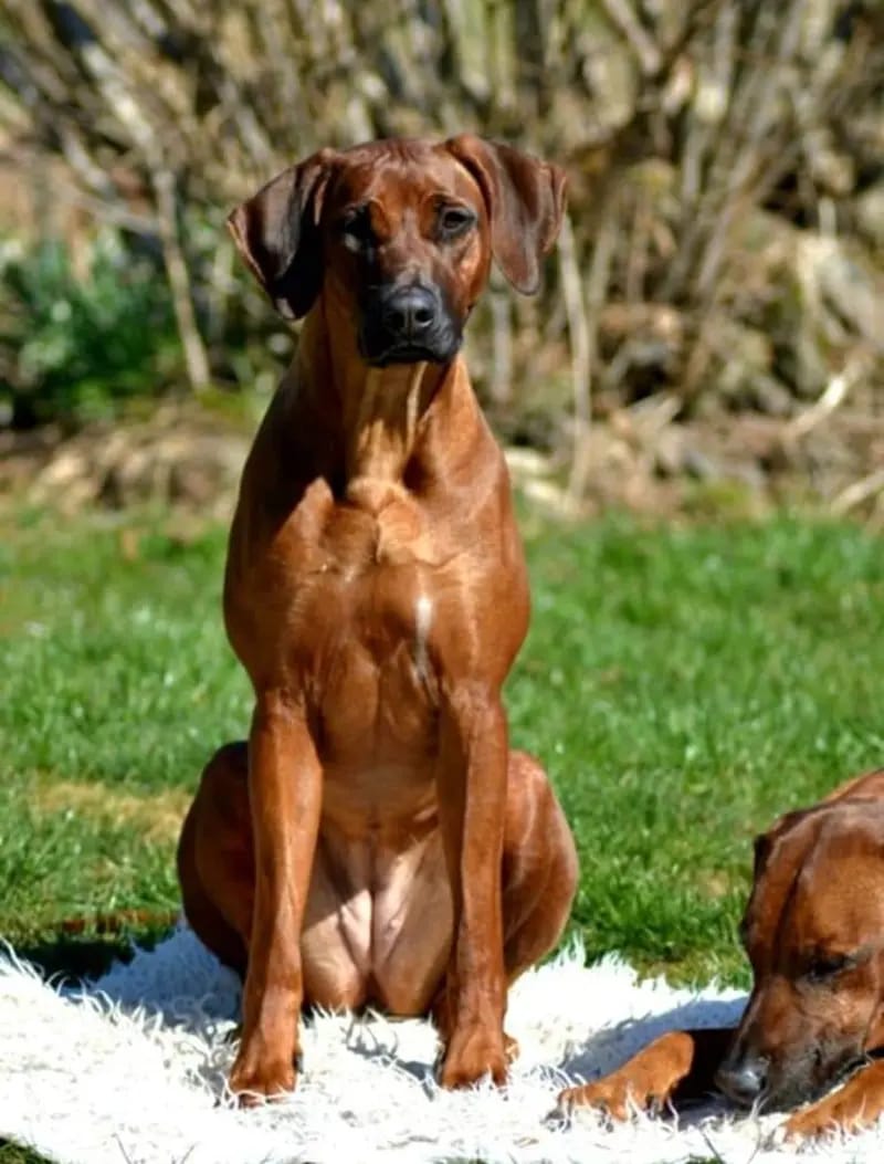 Lina-Joy from Rhodesian Spirit gallery image 3