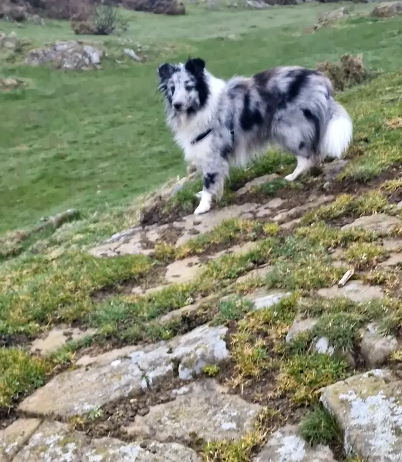 Nelly von Mühlenbach – Shetland Sheepdog – Photo 3
