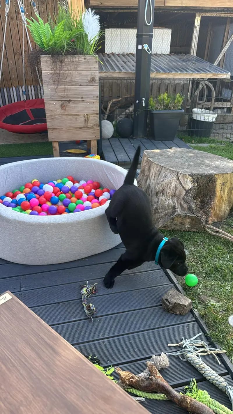 Labrador Zucht – Labrador Retriever – Photo 3
