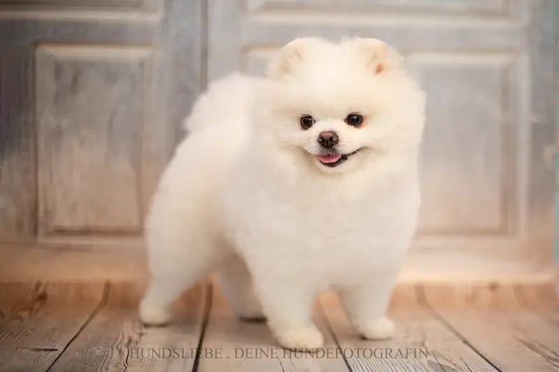 Royal dogs Berlin gallery image 4