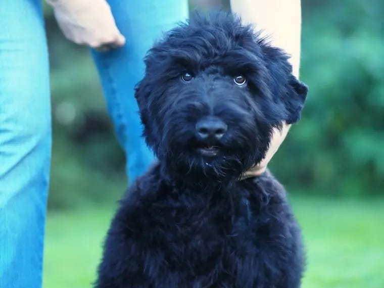 Schwarzer russischer Terrier FCI gallery image 2