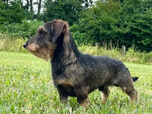 Lilla Gryssebos FCI – Dackel – Bild 2