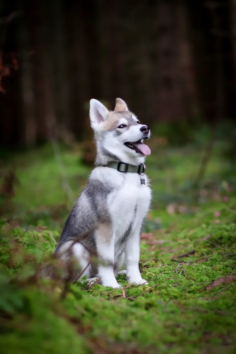 F3 Pomsky Welpen aus privater Hundezucht in München – Pomsky – Foto 2