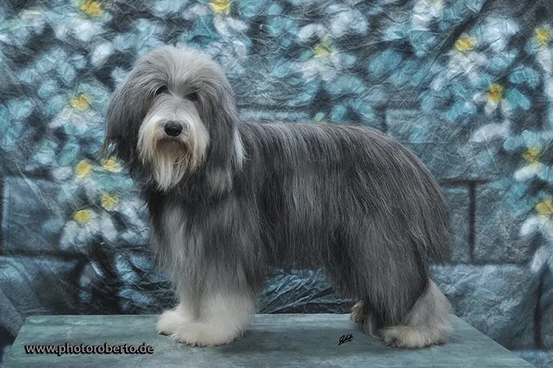 Cascabel – Bearded Collie – Foto 2