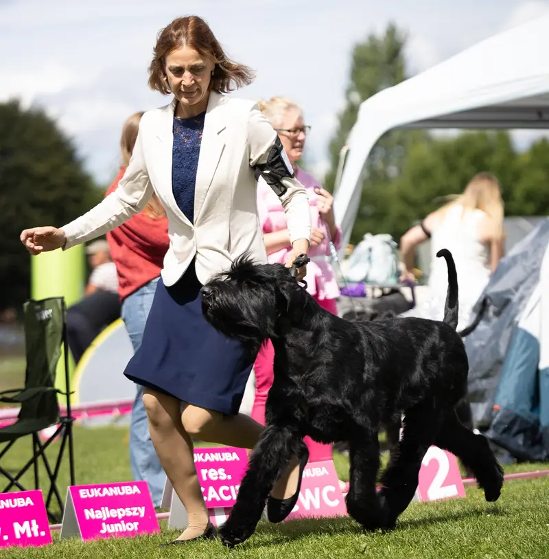 Brave vom Stall Puskeiler – Riesenschnauzer – Billede 4