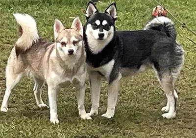 Alaskan Klee Kai at Aurora – Alaskan Klee Kai – 图片 3