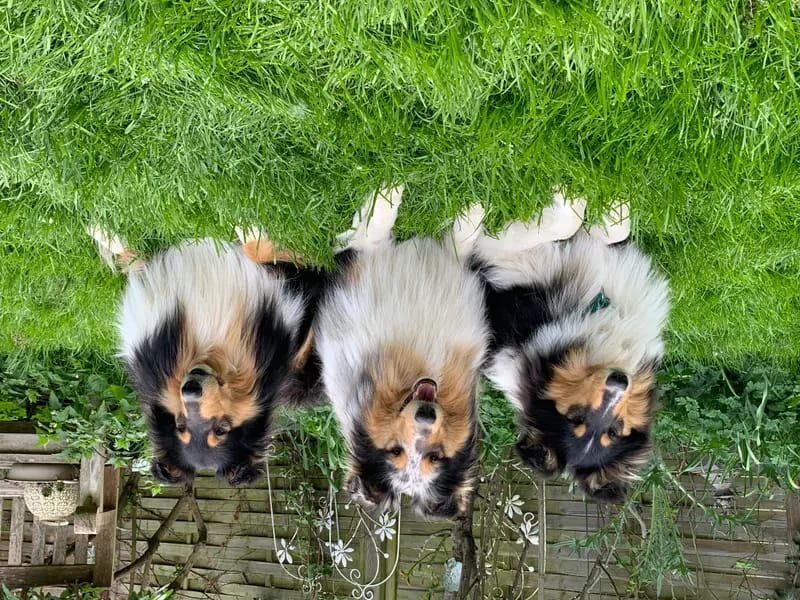 Collies of Cairnwell gallery image 2