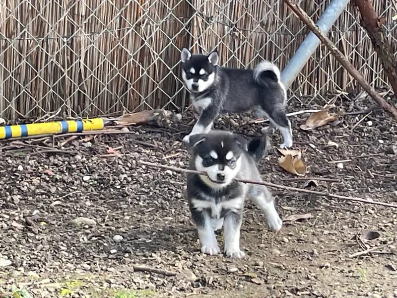 Alaskan Klee Kai at Aurora gallery image 3