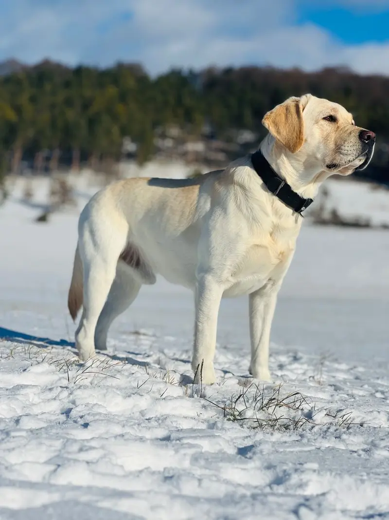 Deckrüde – Labrador Retriever hvalp – Billede 4