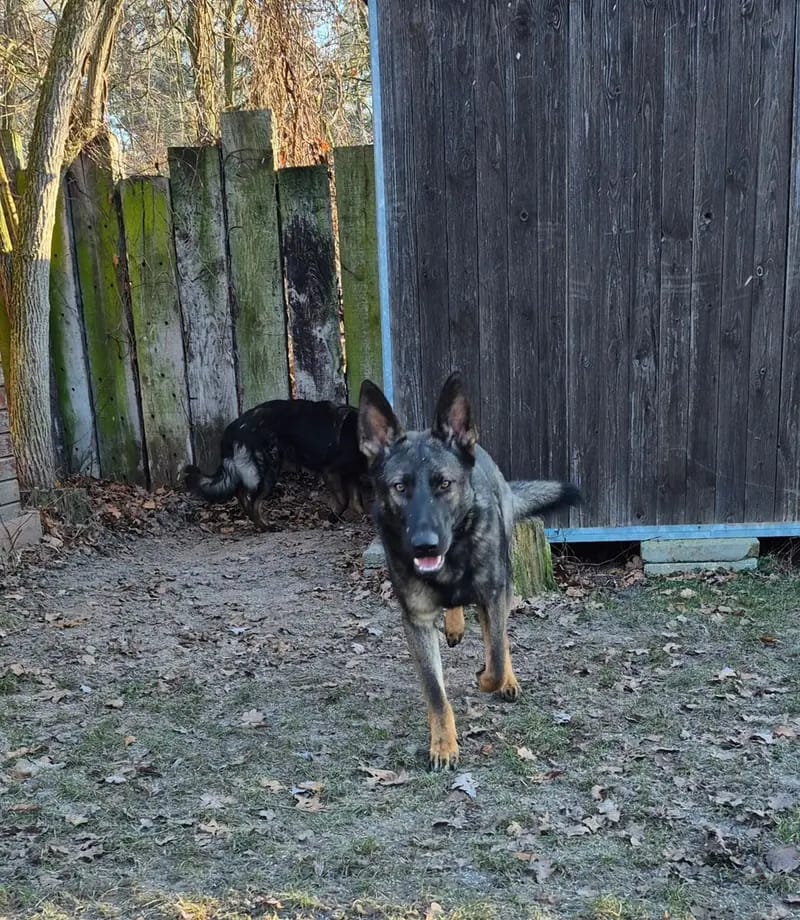 Deutscher Schäferhund Rüde Cross gallery image 3