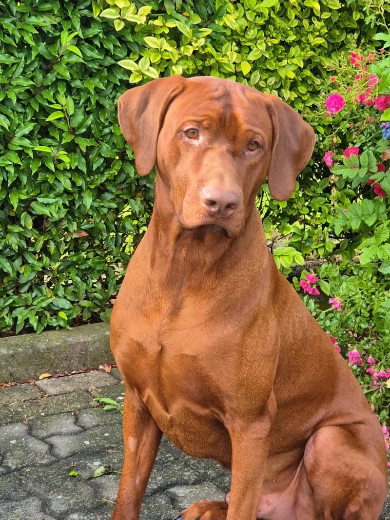 Deckrüde Rhodesian Ridgeback *Livernose* gallery image 2
